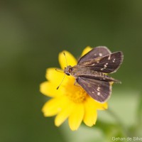 Taractrocera maevius  Fabricius, 1793